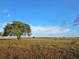 Taman Nasional Baluran, Africa Van java